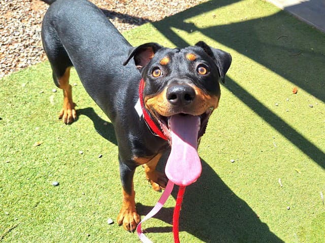 Dottie - Rottweiler