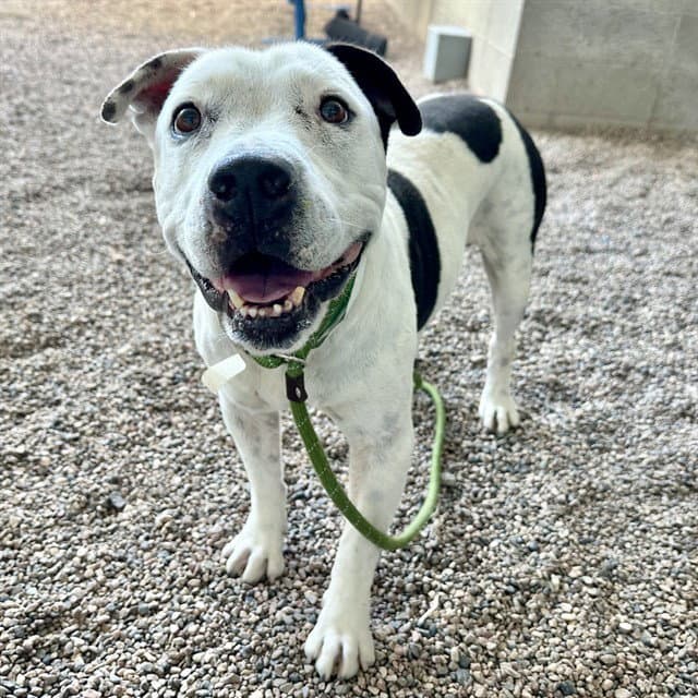 Jersey - American Pit Bull Terrier