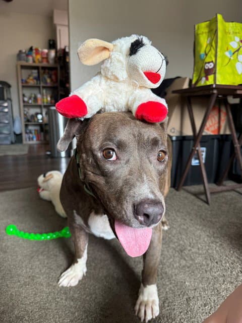 Emma - American Pit Bull Terrier
