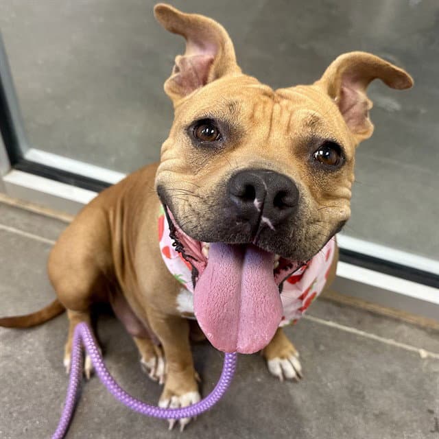Pippy - Staffordshire Bull Terrier