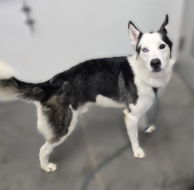 Milo - Siberian Husky
