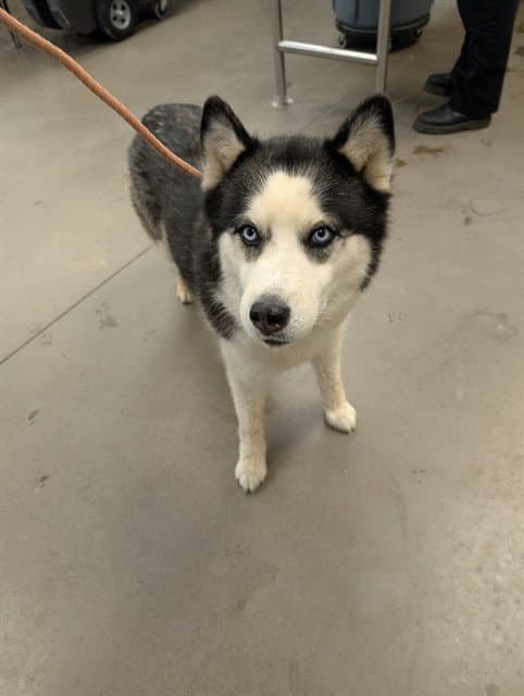 Milky - Siberian Husky