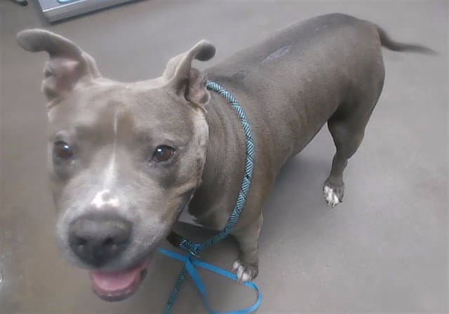 Patty - American Pit Bull Terrier