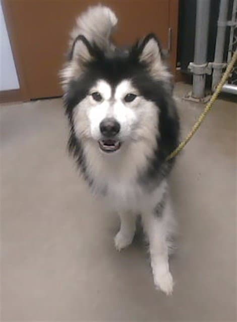 Saint - Siberian Husky