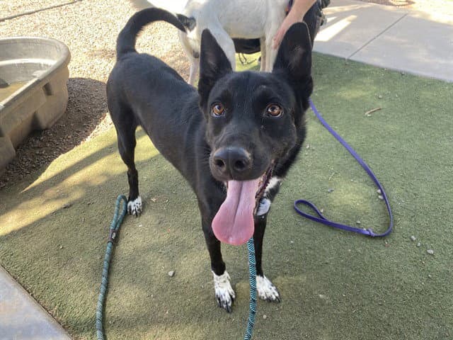 Hot Rod - Border Collie