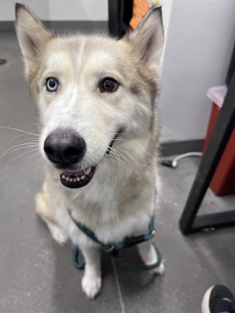 Honey - Siberian Husky