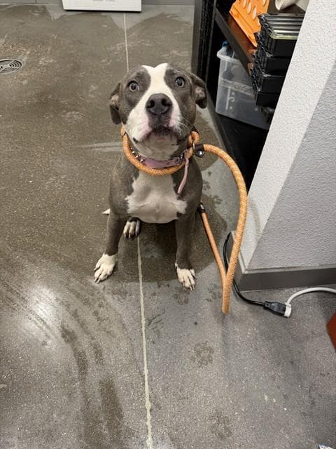 Slip - American Pit Bull Terrier