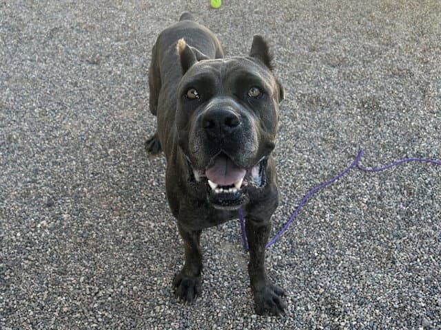 Pac - Cane Corso Mastiff