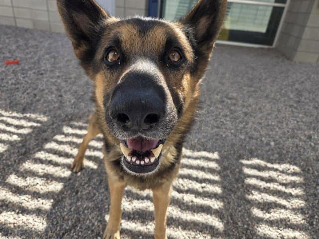 Thimble - German Shepherd Dog