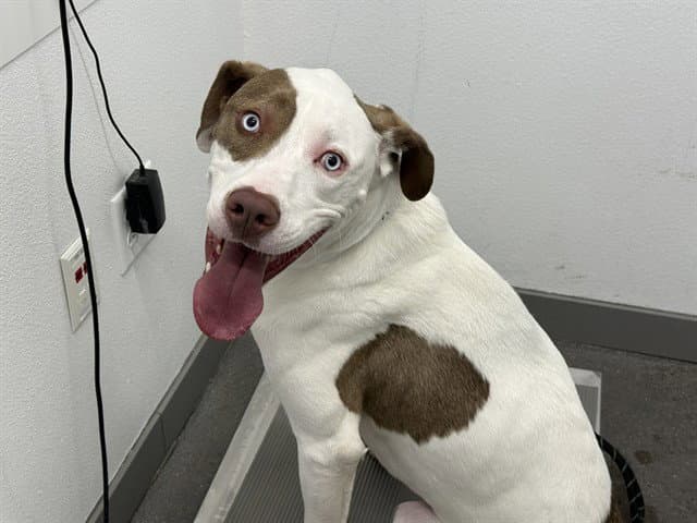 Havok - American Pit Bull Terrier
