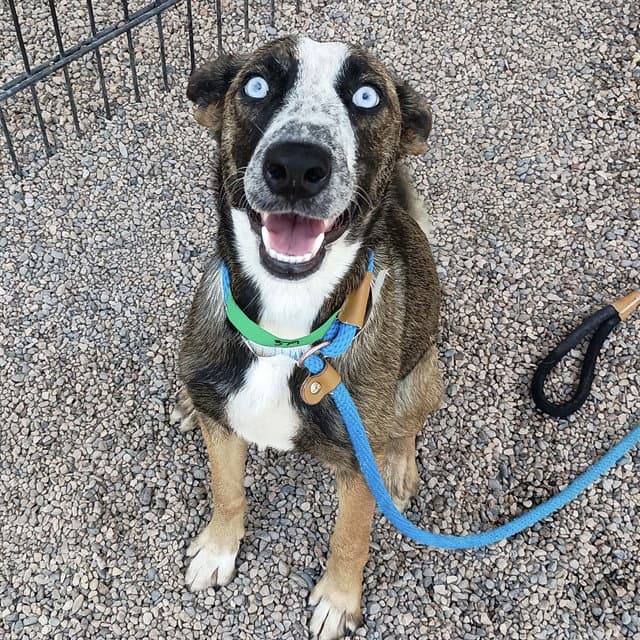 Fresita - Australian Cattle Dog/Blue Heeler