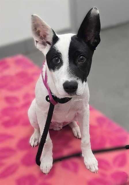 Chex Mix - Australian Cattle Dog/Blue Heeler