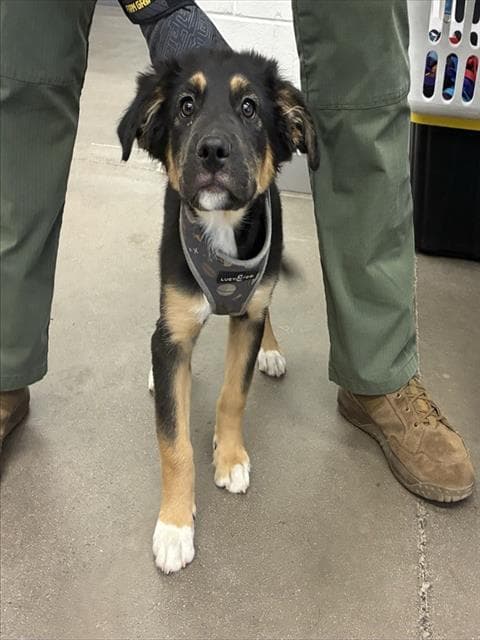 Timothy - German Shepherd Dog