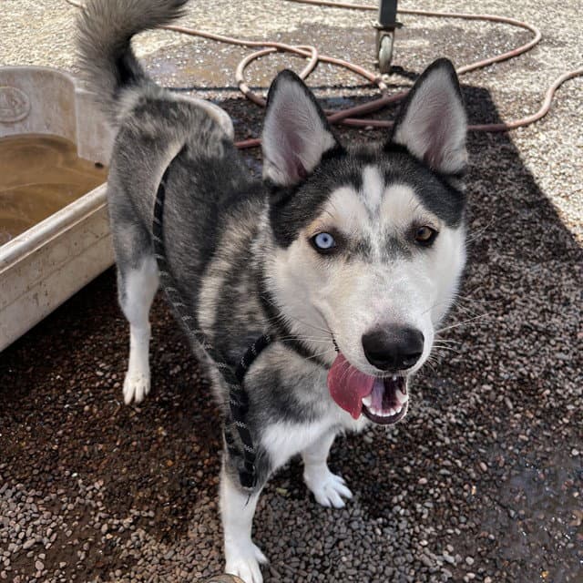 Winnie - Husky