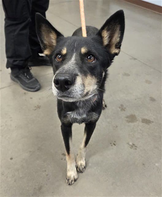 Sweetie - Australian Kelpie