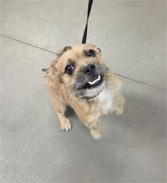 Naco - Border Terrier