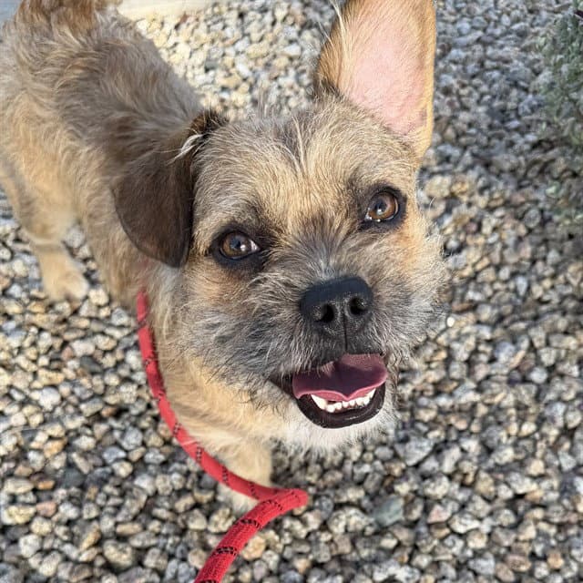 Naco - Border Terrier