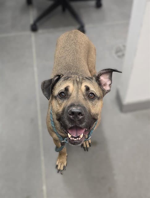 Julio - American Pit Bull Terrier