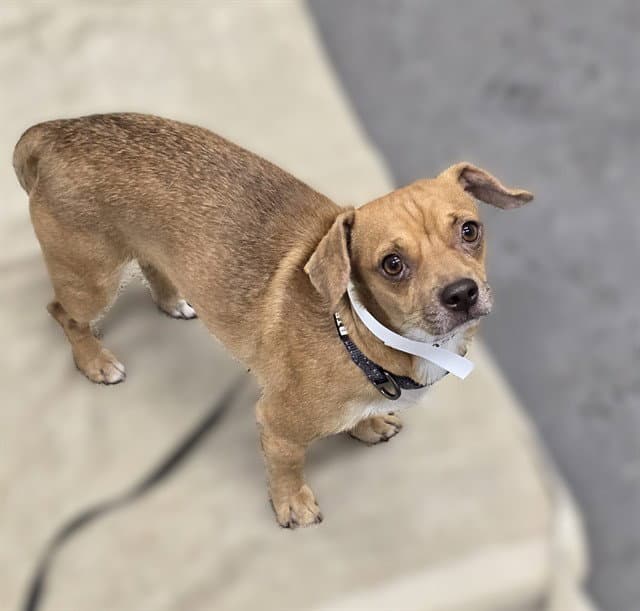 Bruce - Chihuahua