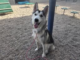 Koda image 1