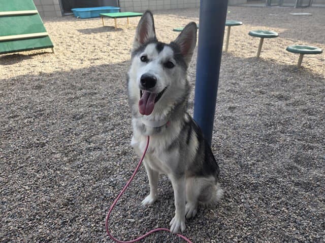 Koda - Siberian Husky
