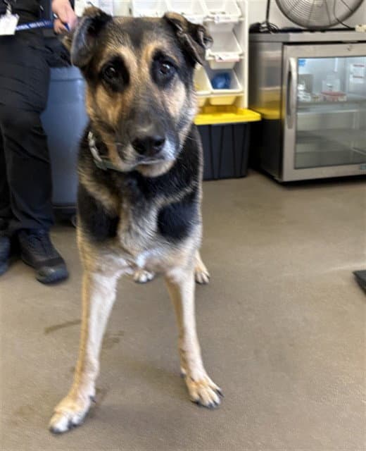 Fred - German Shepherd Dog