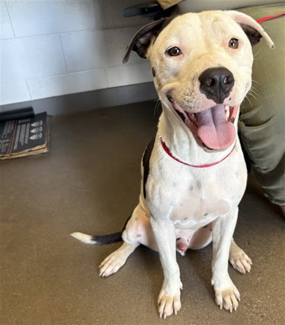 Freddy - American Pit Bull Terrier