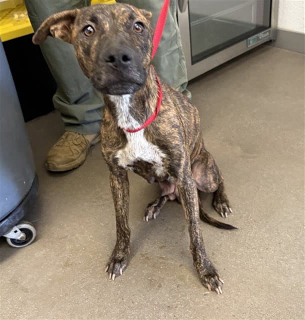 Felicity - American Pit Bull Terrier