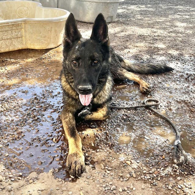 Riggs - German Shepherd Dog