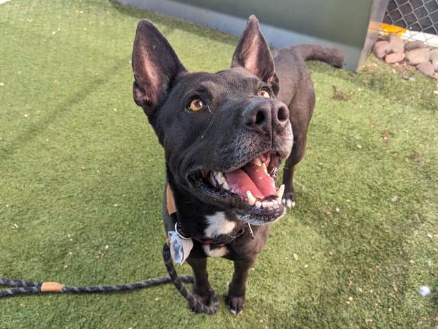 Kyro - American Pit Bull Terrier