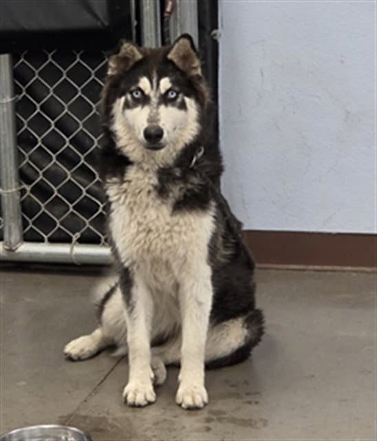Harlee - Siberian Husky