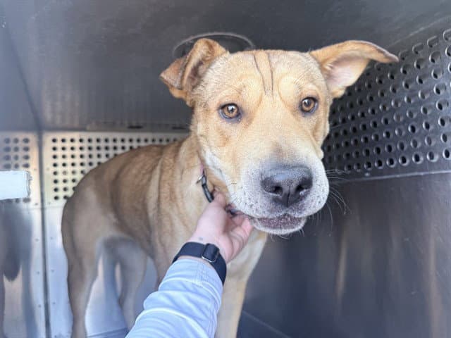 Lynn - Chinese Shar-Pei