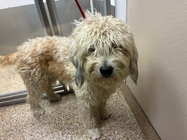 Duck - Poodle (Standard)