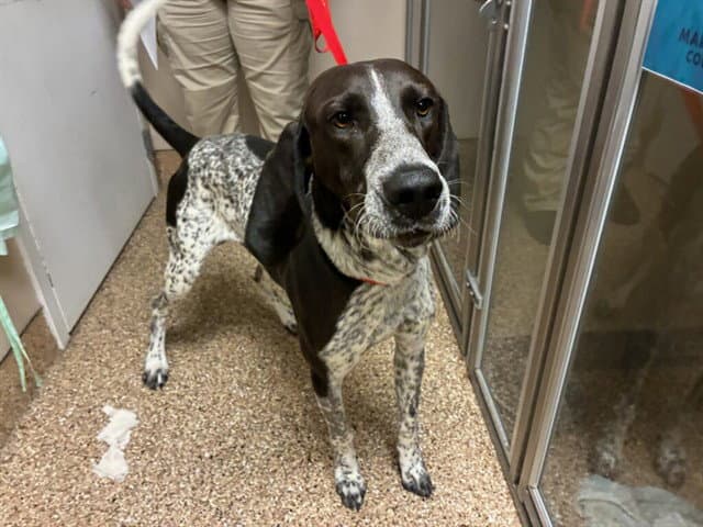 Beaver - German Shorthaired Pointer
