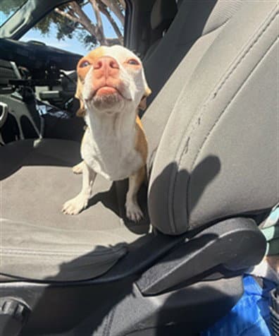 Cool Guy - Chihuahua