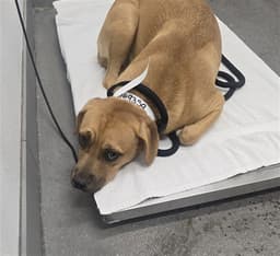 Chalupa image 1