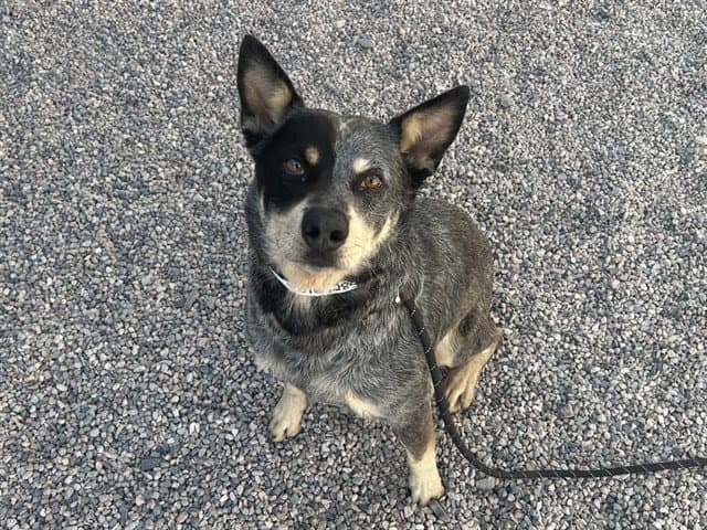 Melbourne - Australian Cattle Dog/Blue Heeler