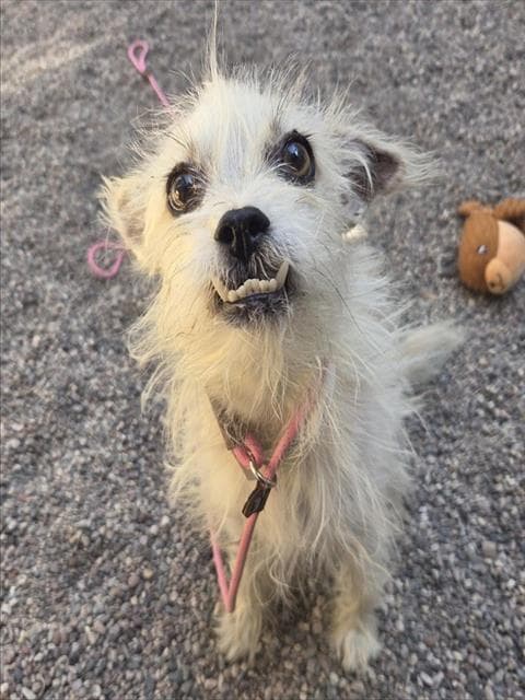 Kyle - Cairn Terrier