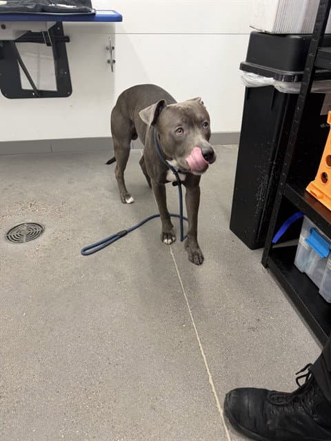 Dom - American Pit Bull Terrier