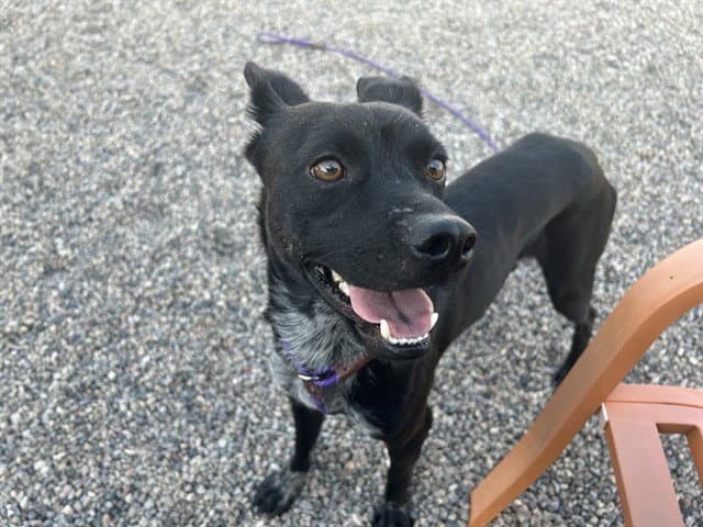 Blake - Australian Cattle Dog/Blue Heeler