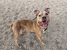 Sadie image 1