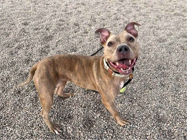 Sadie - American Pit Bull Terrier