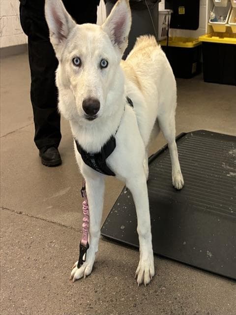 Creme Brulee - Siberian Husky