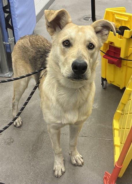 Banana - German Shepherd Dog
