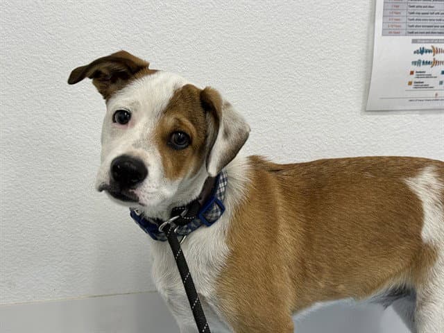 Mickey - Australian Cattle Dog/Blue Heeler