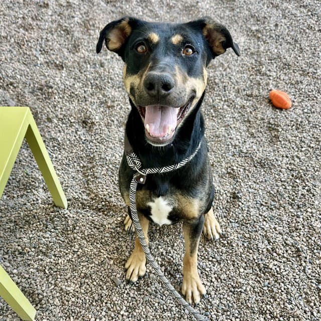 Abbie - German Shepherd Dog