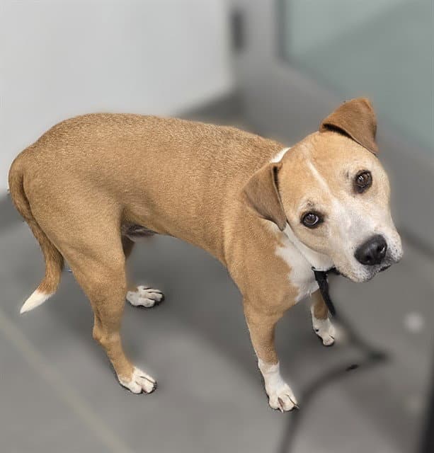 Rudy - American Pit Bull Terrier