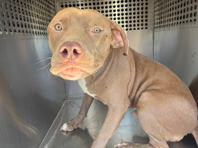 Enzo - American Pit Bull Terrier