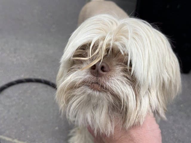 Annie - Shih Tzu