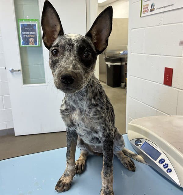 Tilly - Australian Cattle Dog/Blue Heeler